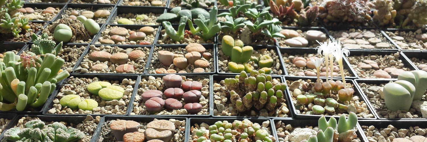 Lithops Stories banner