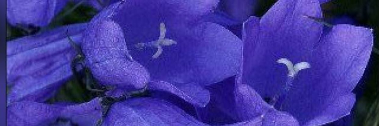 umfaisaal's profile banner image