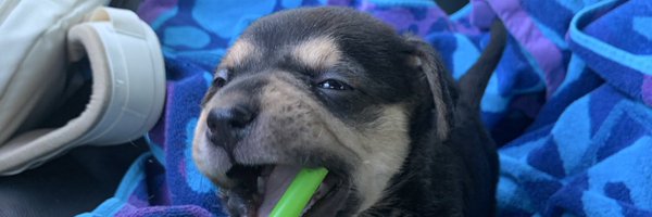 kaleb_pitts Profile Banner