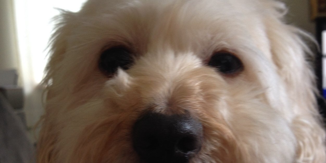 JACK THE DOG❤️ banner