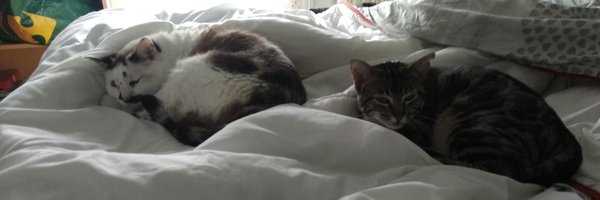 nesutoru Profile Banner