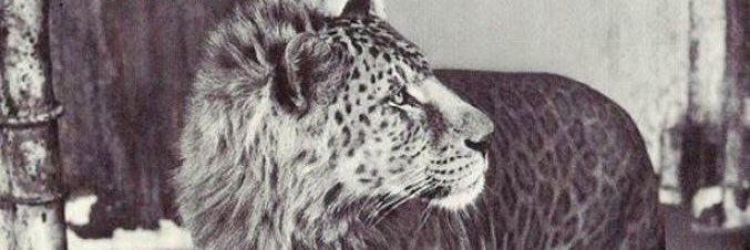 icetan0013's profile banner image