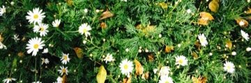 Cola_mon's profile banner image