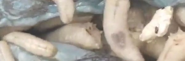 mcreefa Profile Banner