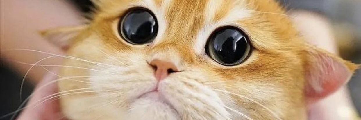 fa_bobby's profile banner image