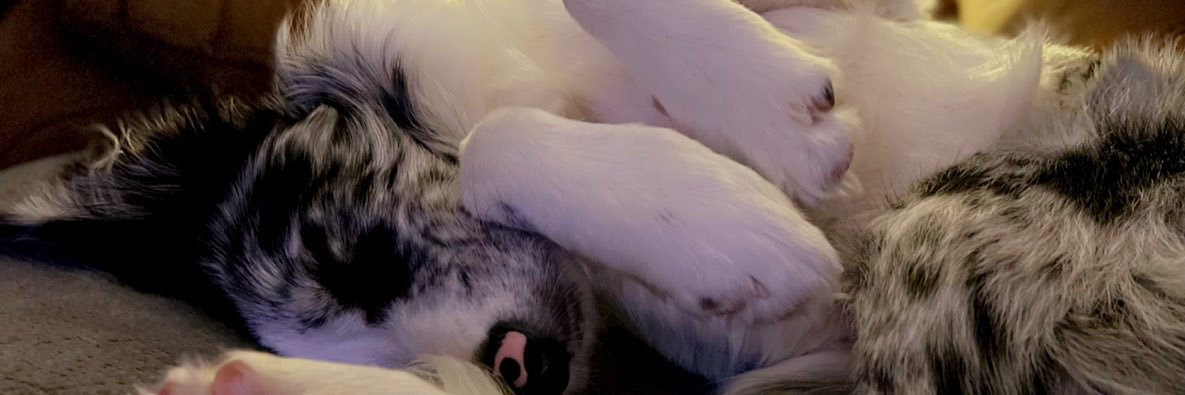 snap_cheese's profile banner image