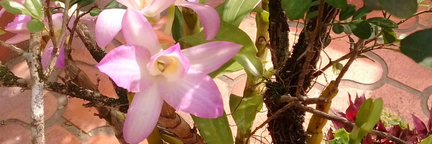 Paulo_Orth's profile banner image