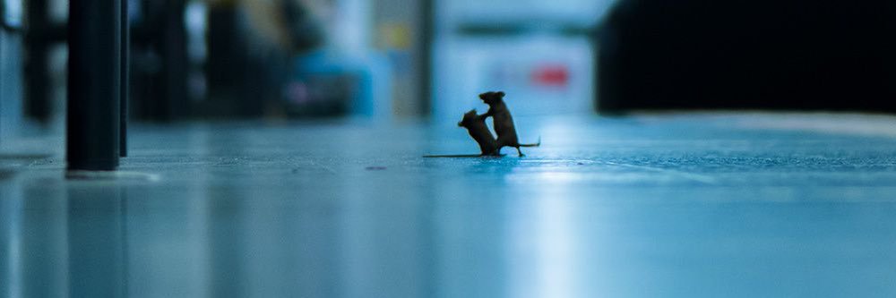 sierrambrown's profile banner image