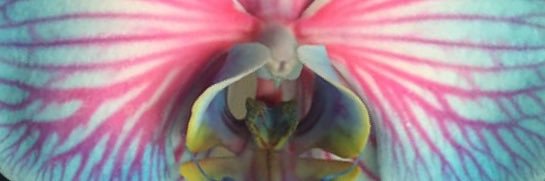 Aida Manduley, LICSW (Bsky & XHS: aidamanduley) banner