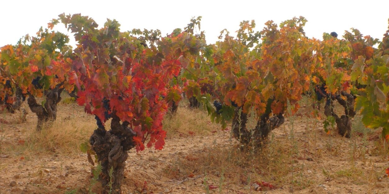 Bodegas Tábula banner