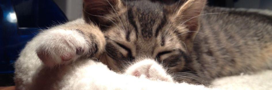 Julia / Jules banner