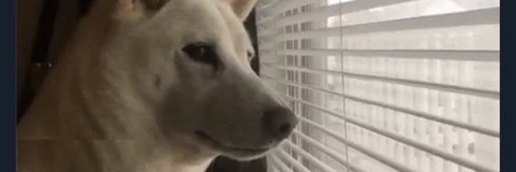 Robert Andersson banner