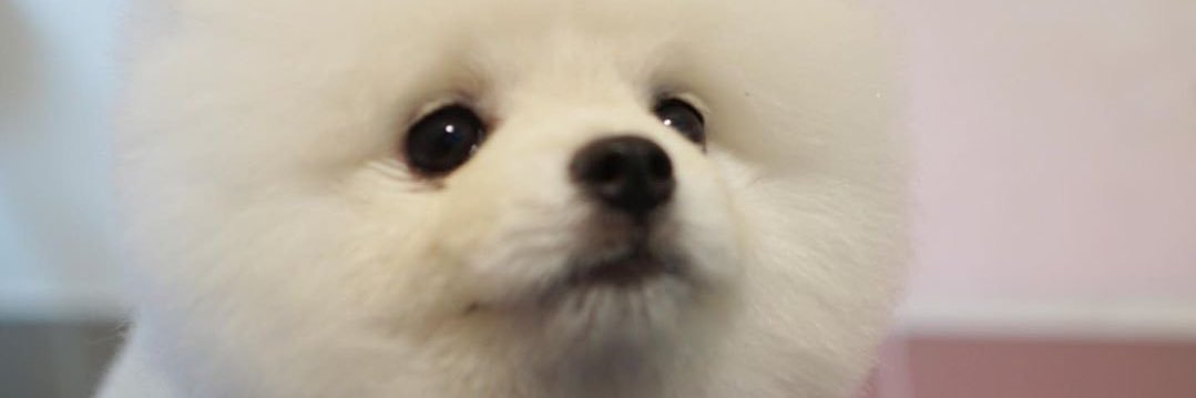 🌸 banner