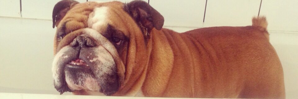 DogOneGrooming's profile banner image