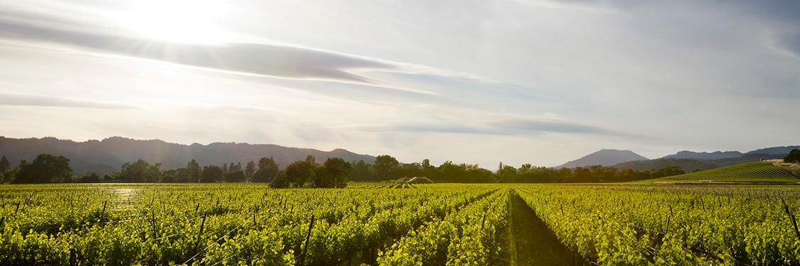 Honig Winery banner
