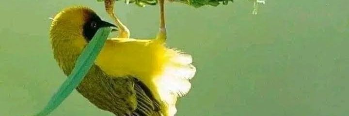 pgitau62's profile banner image