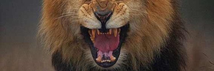 MohanadAlrefaiy's profile banner image