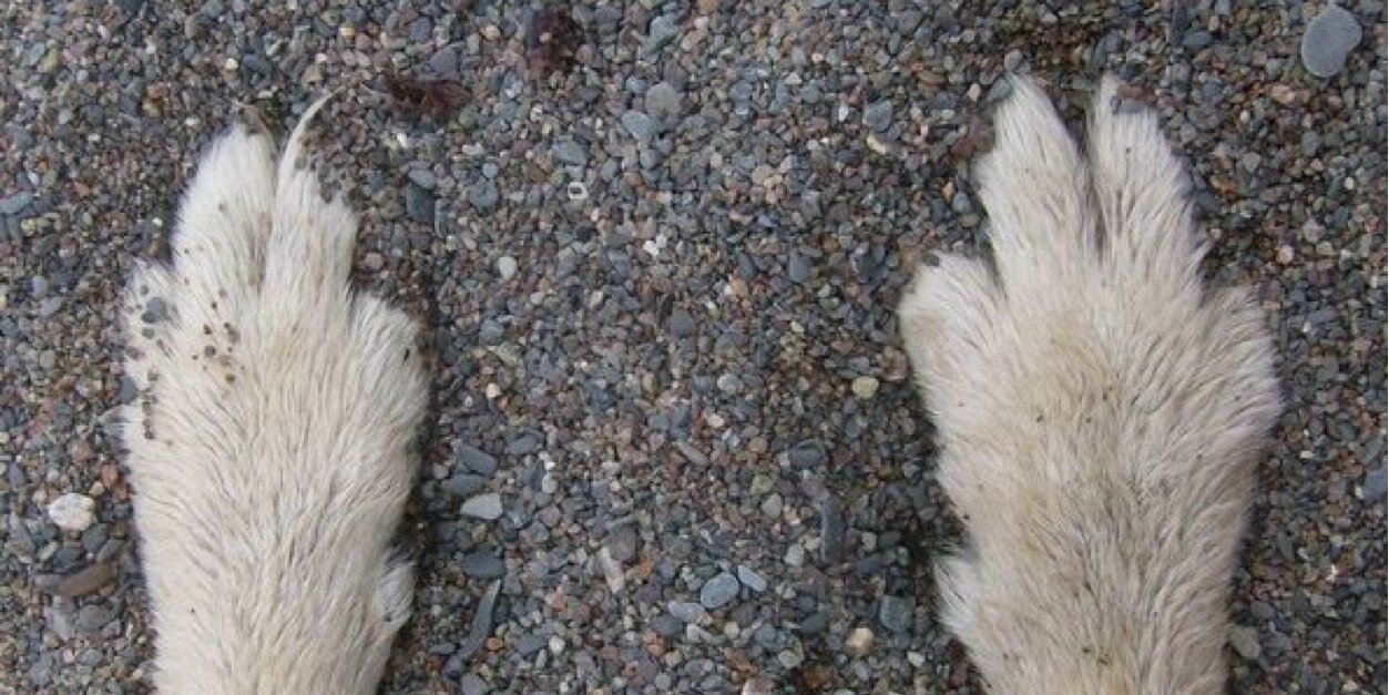 S. P. banner