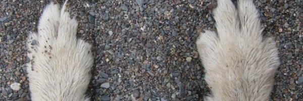 justskp Profile Banner