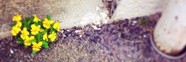 VirginiJourdan Profile Banner