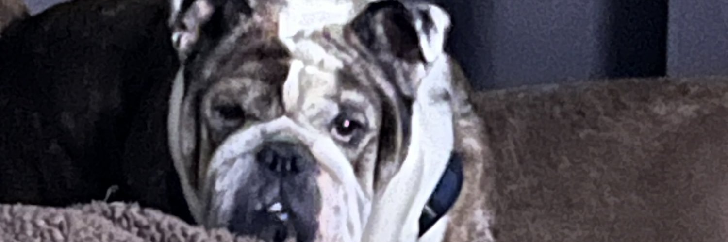 kdol813's profile banner image