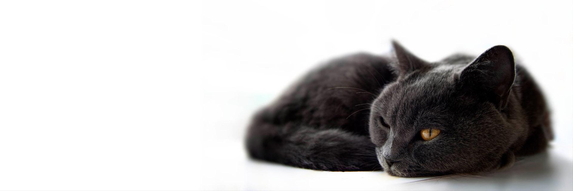 motimotimo's profile banner image