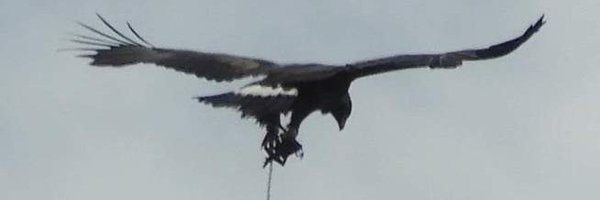 RaptorPersUK Profile Banner