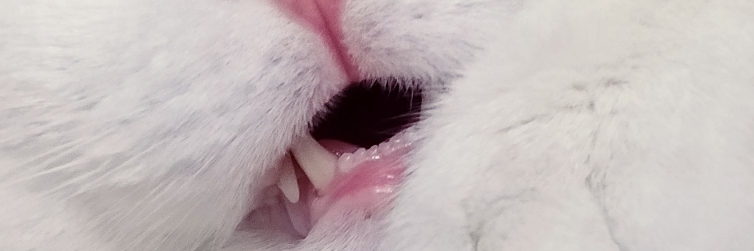 Darlaiak's profile banner image