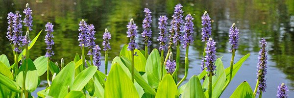 TowerGrovePark Profile Banner
