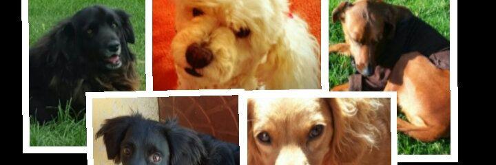 Kotecita Ponce banner