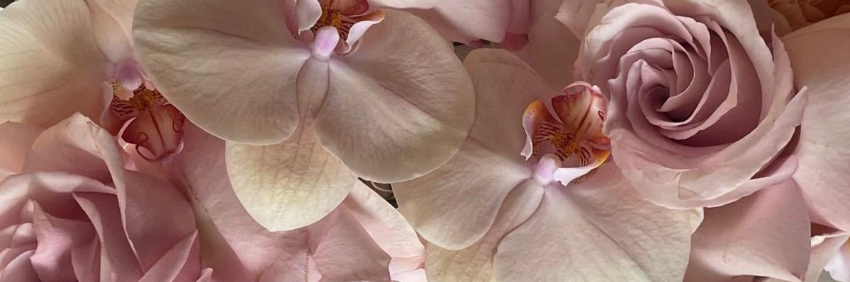 سـارَّة banner