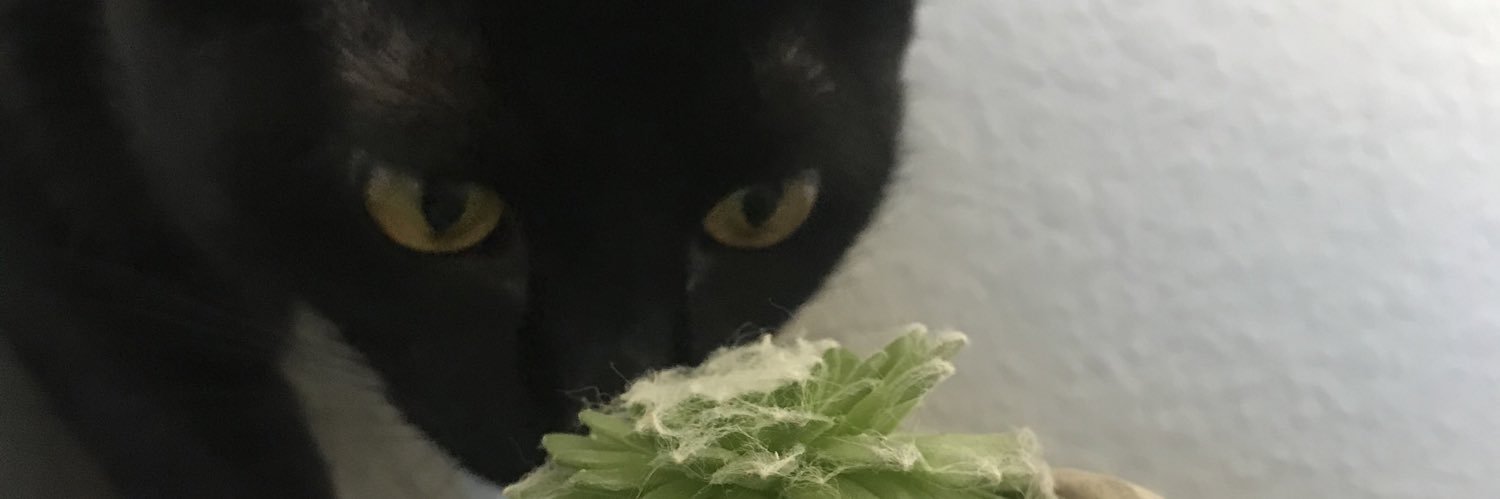natalieespino's profile banner image