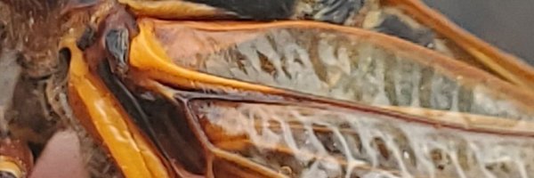 GIS_Cromwell Profile Banner