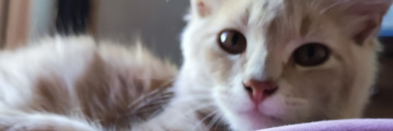 Daniela_Opazo's profile banner image