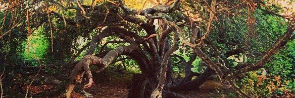 maddiee_pacee's profile banner image