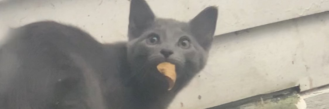 eelipinski's profile banner image