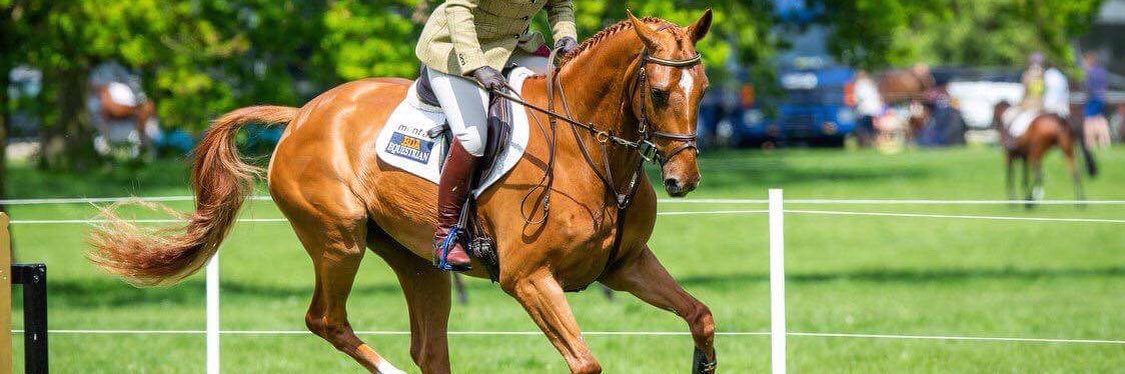BDAequestrian1's profile banner image