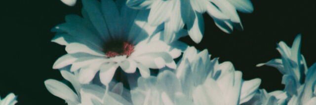Timo D ♍️ banner