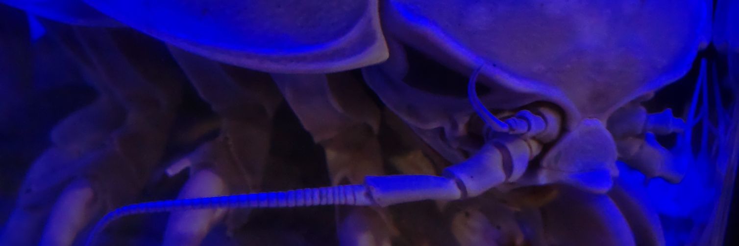 trieagekait's profile banner image