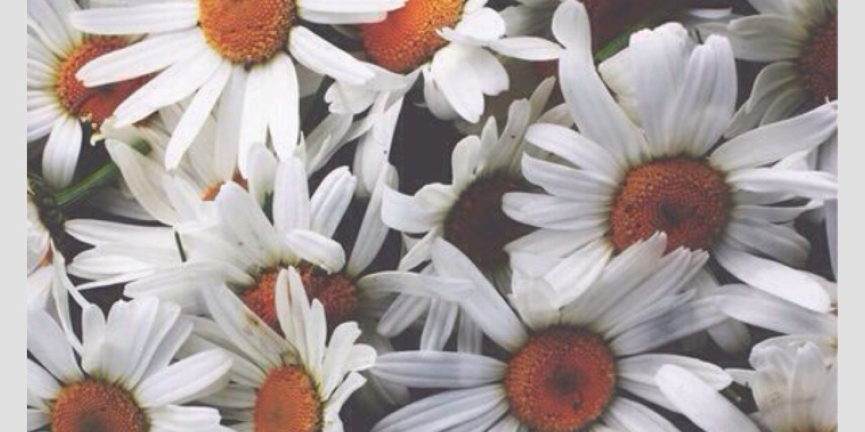 ttao577's profile banner image