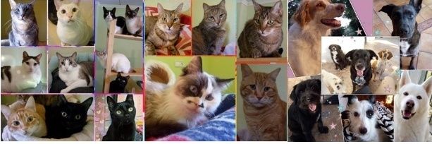 La Casa de Mau banner