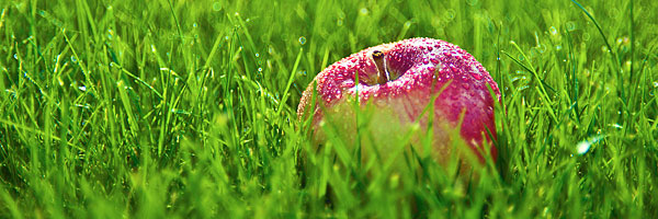 koguma55's profile banner image