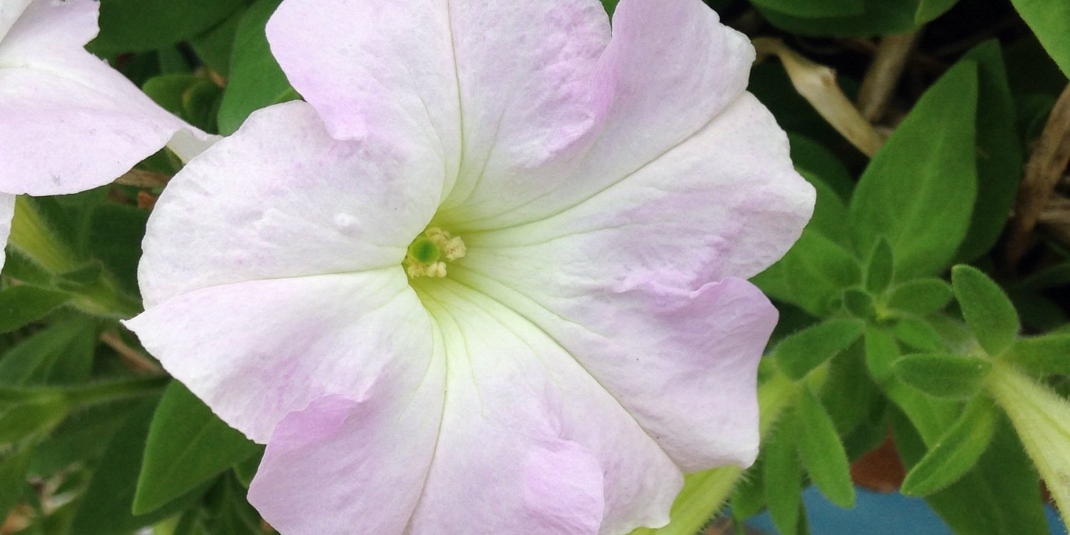 CarolineMaeN's profile banner image