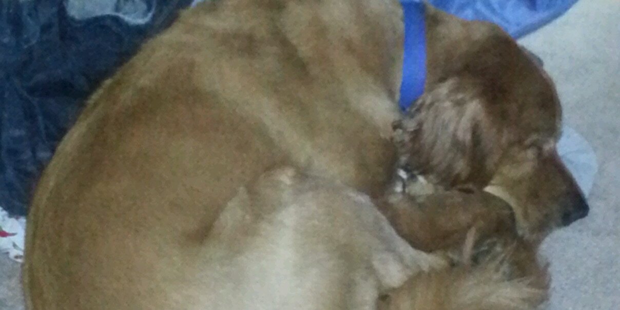 petty_as_hell's profile banner image