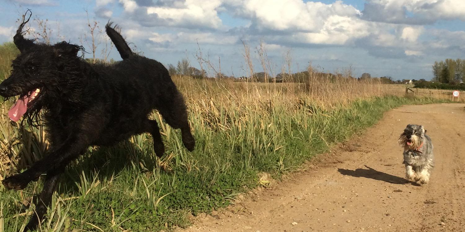 _Rufus_Dog_'s profile banner image