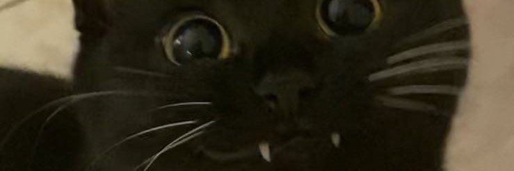 abbeecadavvie's profile banner image