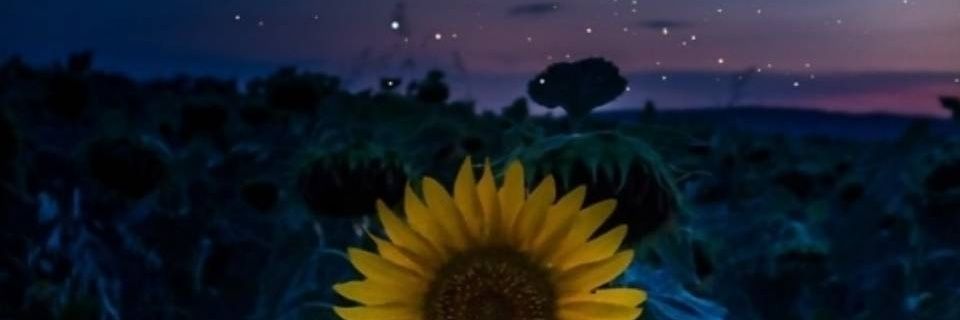 cyndy29322's profile banner image
