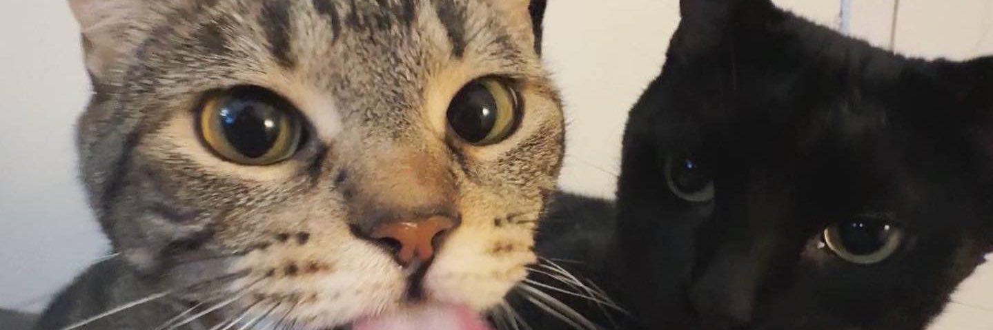 chichulinoo's profile banner image