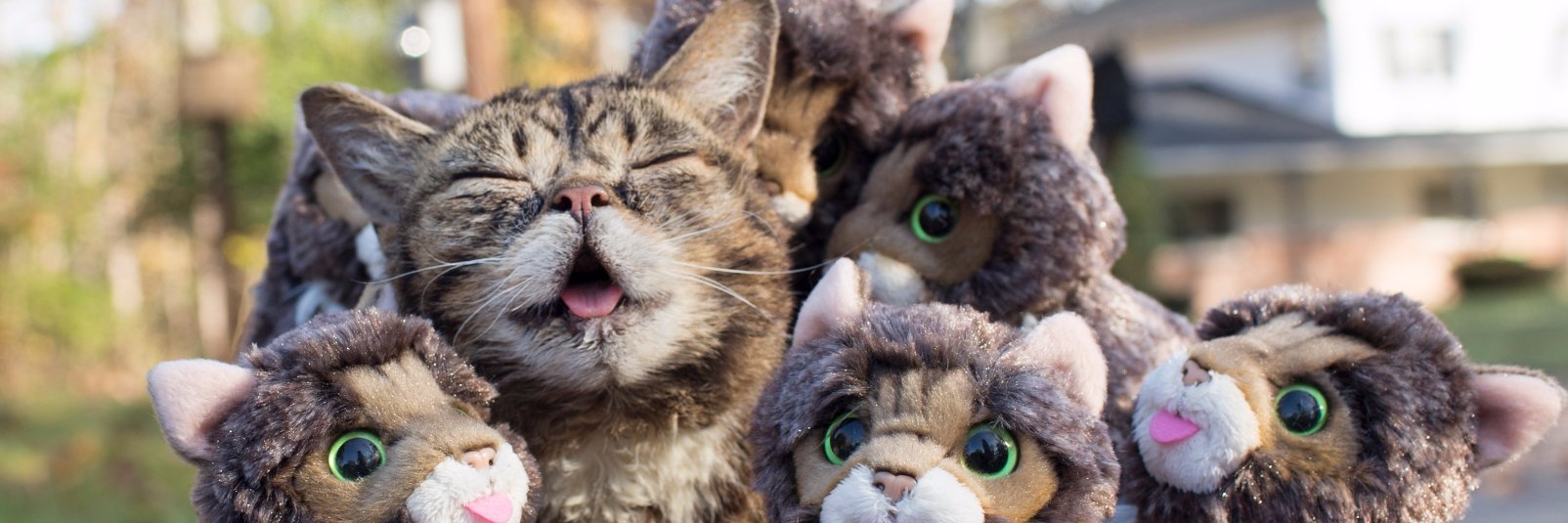 Lil BUB banner