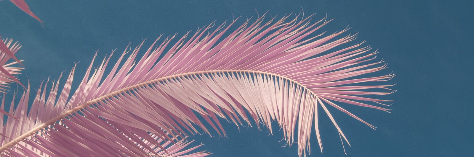 Solus banner